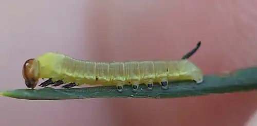 Ältere L1-Raupe (9 mm)