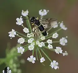 Weibchen an Berghaarstrang