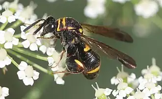 Leucospis cf. sinensis ♀