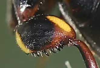 ♀ – Zahnreihe auf der apikalen Ventralseite der hinteren Femur