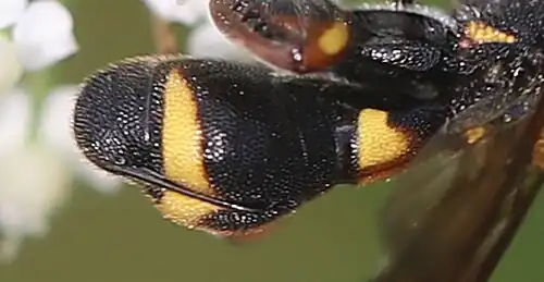 ♀ – Bohrerklappen am Hinterleib anliegend