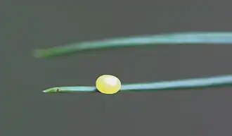 Ei an Kiefernnadel (2 mm)