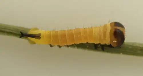 Frisch geschlüpfte L1-Raupe (5 mm)