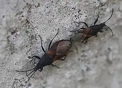 Paarung Mitte August