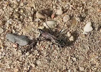 ♀ Mitte August 2025 in der Schwetzinger Hardt