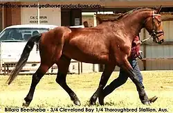 Dieses Pferd ist zu 3/4 Cleveland Bay und zu 1/4 Englisches Vollblut