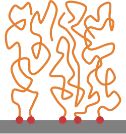 Zu sehen ist eine grauer Balken, der ein Substrat darstellt. Davon weg strecken sich als gelockte Linien gezeichnete Polymerketten. Diese sind über einen roten Punkt mit der Oberfläche verbunden.