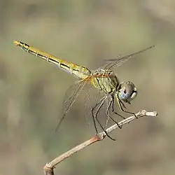 Frühe Heidelibelle ♀