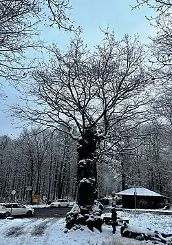 Etwa 350-jährige Stieleiche bei Heidelberg mit Sekundärkrone
