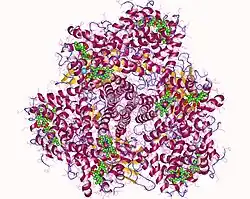 Erythrocruorin, Lumbricus terrestris