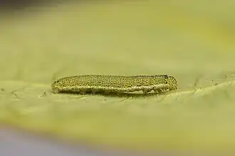 Raupe, zweites Entwicklungsstadium