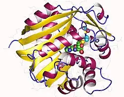 Phenylethanolamin-N-Methyltransferase