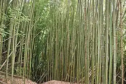 Bambuswald im Dorf Yufeng