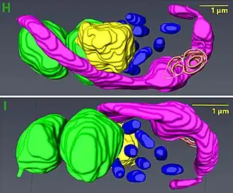 Serienschnitt-REM-Darstellung von Ca.&nbsp;Bc.&nbsp;vickermanii in B.&nbsp;saltans