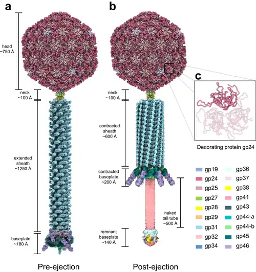 Cryo-EM von Pseudomonas-Phage E217 (Pbunavirus E217), in der Konformation vor (a) und nach (b) dem DNA-Ausstoß. (c) Zoom-Ansicht des trimeren Kapsidproteins gp25
