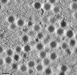 Virale Akkumulation von SGIV-Partikeln zu einer para­kristallinen Anordnung.