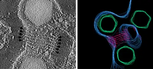 SGIV: Proteine verformen die Membran und bilden eine spezifische spiralförmige Struktur. Die Vakuolenmembran wird so zu einem Membrantubulus, der das Virion im Inneren der Vakuole enthält (Pfeile links).