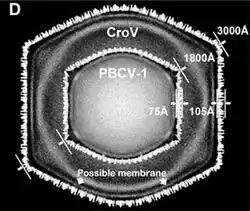 Querschnitt der Kryo-EM-Darstellung von CroV, überlagert mit der des Chlorovirus PBCV-1. CroV hat nicht nur einen größeren Durchmesser der Virionen (300&nbsp;nm vs. 180&nbsp;nm), seine Kapsidschicht ist auch dicker (10,5&nbsp;nm vs. 7,5&nbsp;nm). Umrechnung 10&nbsp;Å = 1&nbsp;nm[13]