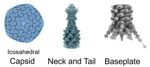 Cryo-EM von Pseudomonas-Phage Pa193 (Pbunavirus Pa193), von links: Kapsid (Kopf), Hals & Schwanz, Basisplatte.