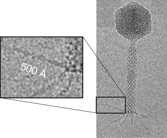 EM-Aufnahme eines Virions von Pseudomonas-Phage Pa193 (Pbunavirus Pa193), eine Schwanzfiber vergrößert
