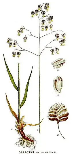 Gemeines Zittergras (Briza media)