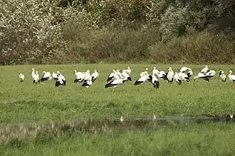 Störche auf den Sauerwiesen