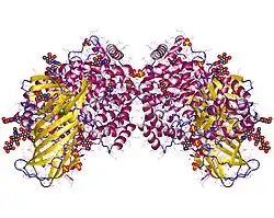 Aminopeptidase N