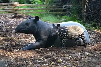 Schabrackentapir mit Jungtier