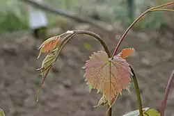 Triebspitze von Kober 5 BB
