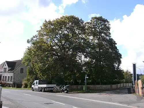 1000-jährige Linde im Oktober 2020