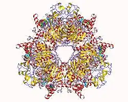 Propionyl-CoA-Carboxylase, α-Untereinheit