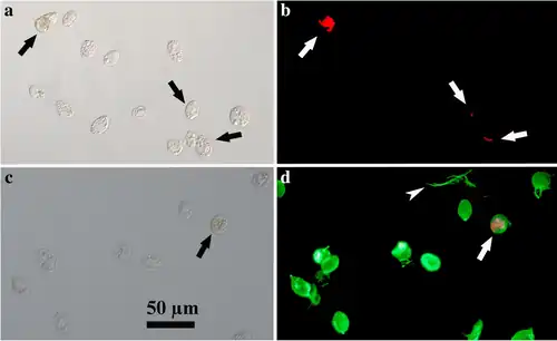 LM-Aufnahmen von Zellen von O. marina. (rechts unten: grün) mit Diatomeen-Beute (rechts: rot). Die Bilder links und rechts zeigen jeweils dieselbe Szene.[34]