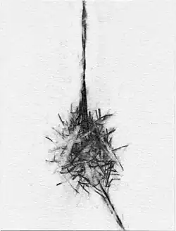 „Skrcks“, Graphit auf Bütten, 20 × 26 cm, 1985