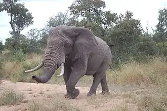 Afrikanischer Elefant