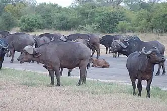 Kaffernbüffel