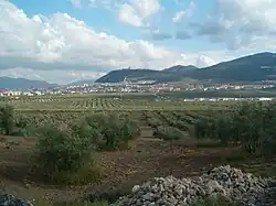 Olivenbäume in Jaen