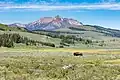 Bison in den Swan Lake Flats, im Hintergrund der Electric Peak