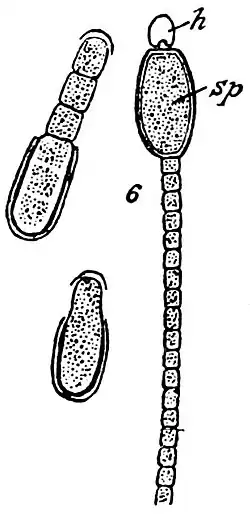 Anabaena sphaerica var. macrosperma, h, sp: dito links: auskeimende Arthrosporen.