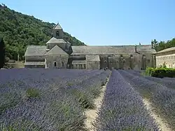 Lavendel-Feld (Lavandula angustifolia)