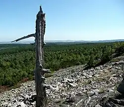 Abgestorbene Wetterfichte an der Nordseite des Gipfels