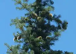 Grannen-Tanne (Abies bracteata) in Kalifornien