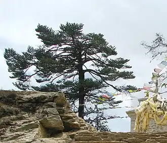 Himalaya-Tanne (Abies spectabilis)