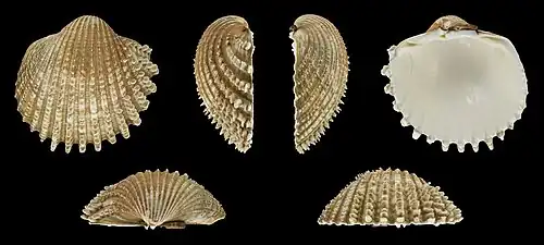 Acanthocardia echinata mucronata Rechte Klappe