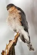 Sperber (Accipiter nisus)
