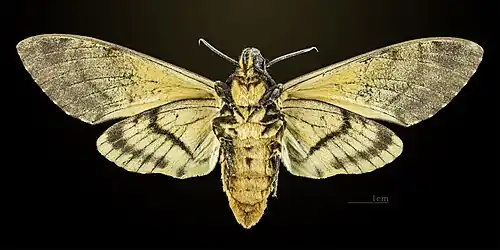 △ ♀ Ventralansicht