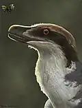 Acheroraptor