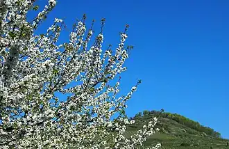 Schlossberg vom Dorf Achkarren im Tal aus gesehen; der Höhenunterschied bis zur Spitze beträgt ca. 150 m, die steile Südhanglage bringt gute Weine hervor
