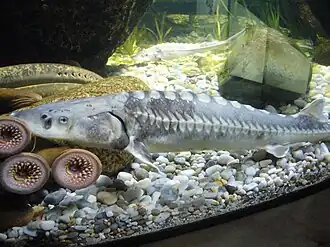 Adriatischer Stör (Huso naccarii)