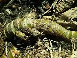 Kalmus (Wurzeln; meist getrocknet oder roh als Gewürz) (auch junge Blätter als Gewürz) (siehe auch Gemüse)