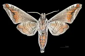 Präparat von Acosmeryx naga naga ♂ △